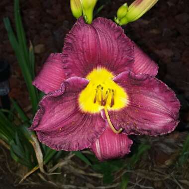 Hemerocallis 'Bela Lugosi'