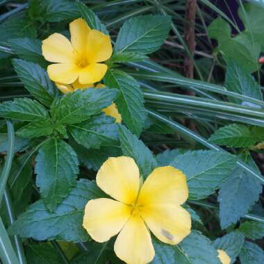 Turnera ulmifolia