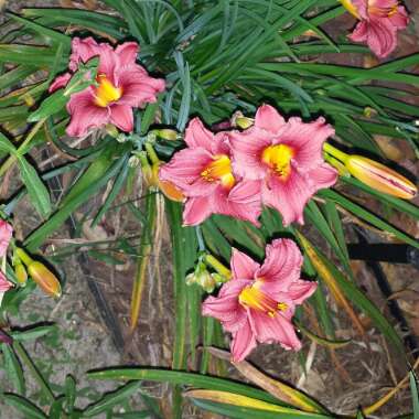 Hemerocallis