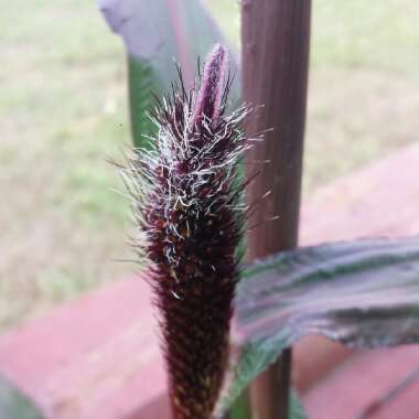 Pennisetum glaucum 'Purple Baron'