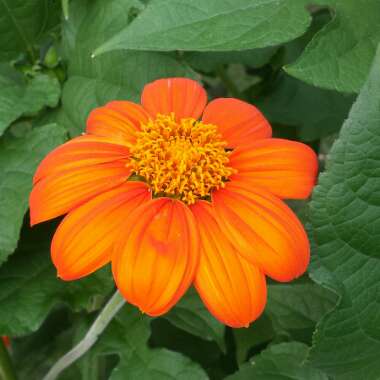 Tithonia rotundifolia syn Tithonia speciosa