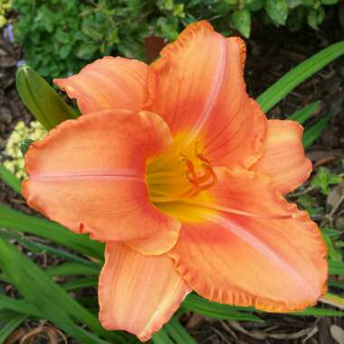 Hemerocallis