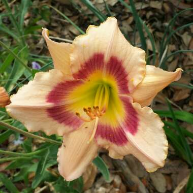 Hemerocallis