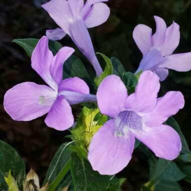 Barleria cristata