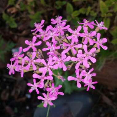 Silene armeria