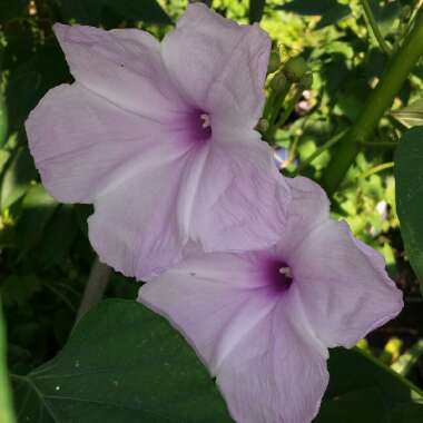 Ipomoea carnea