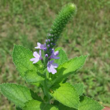 Verbena Stricta