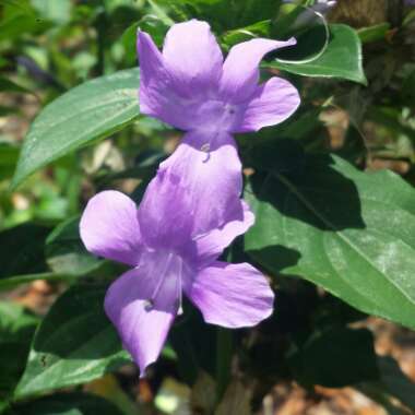 Barleria cristata