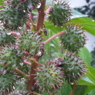 Ricinus communis