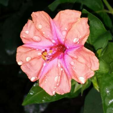 Mirabilis jalapa