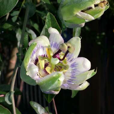 Passiflora