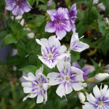 Phlox drummondii 'Sugar Stars'