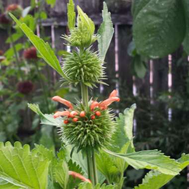 Leonotis