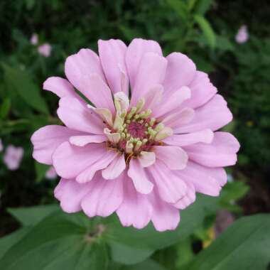 Zinnia elegans