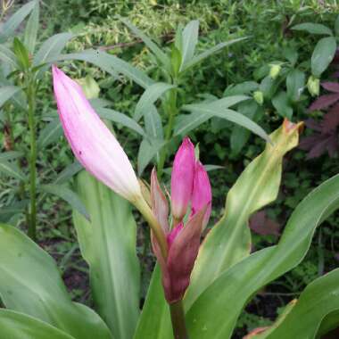 Crinum x powellii