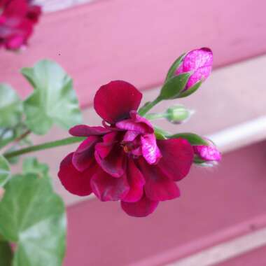 Geranium