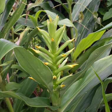 Hedychium