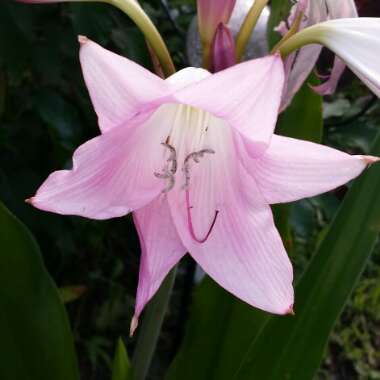 Crinum x powellii