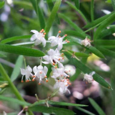 Asparagus aethiopicus 'Sprengeri' syn. A. densiflorus