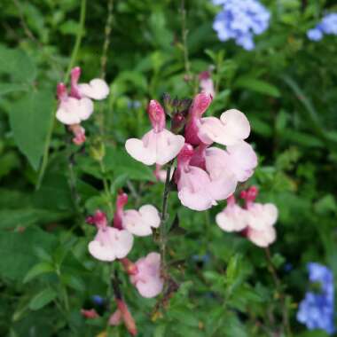 Salvia greggii 'Autumn Moon'