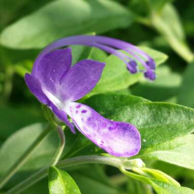 Trichostema dichotomum