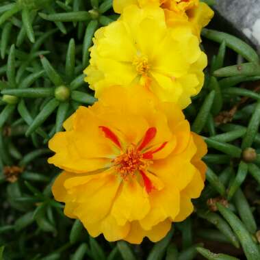 Portulaca grandiflora