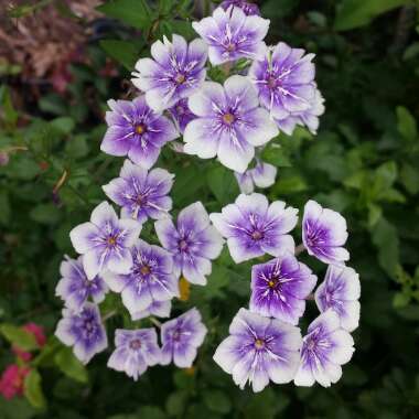 Phlox drummondii 'Sugar Stars'