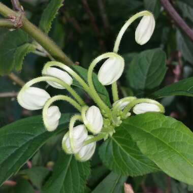 Clerodendrum incisum 'Macrosiphon'