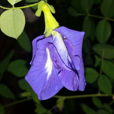 Clitoria ternatea