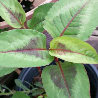 Persicaria microcephala 'Red Dragon'