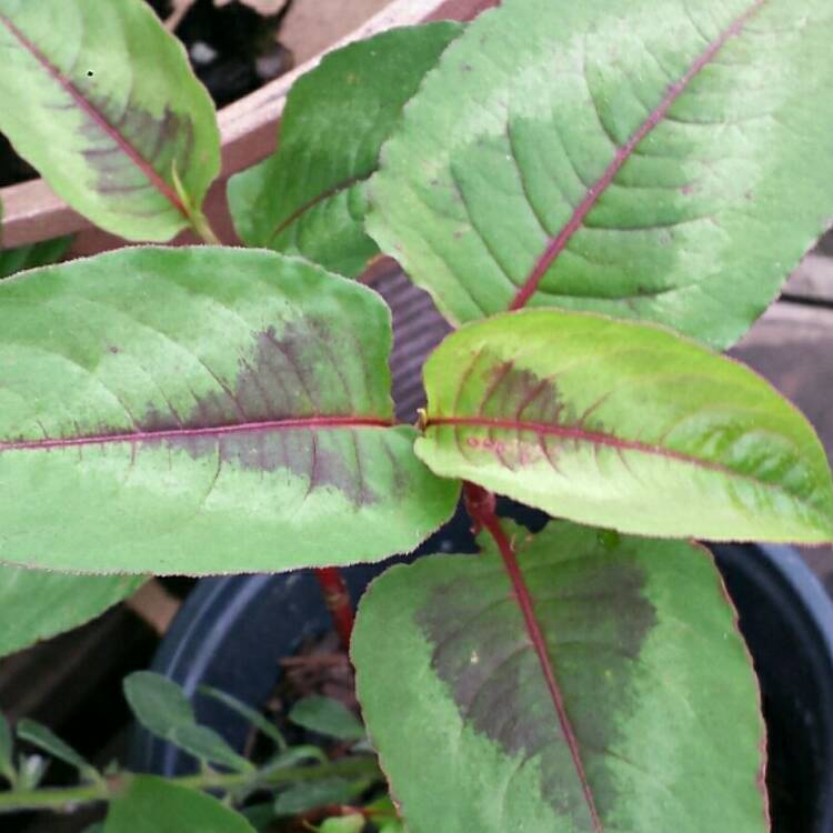 Plant image Persicaria microcephala 'Red Dragon'