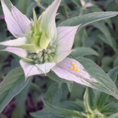 Monarda punctata