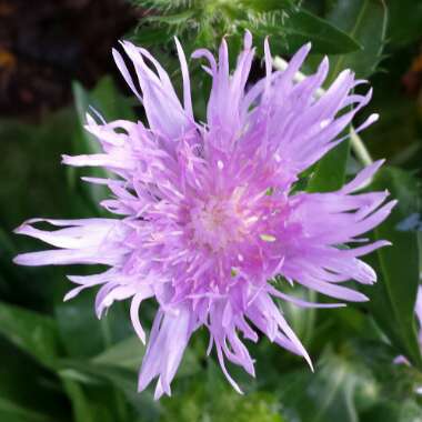 Stokesia laevis