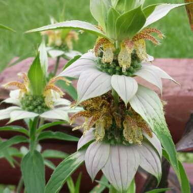 Monarda punctata