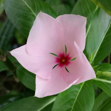 Catharanthus roseus syn. Vinca rosea