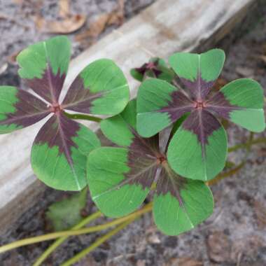 Oxalis