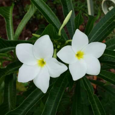 Plumeria pudica