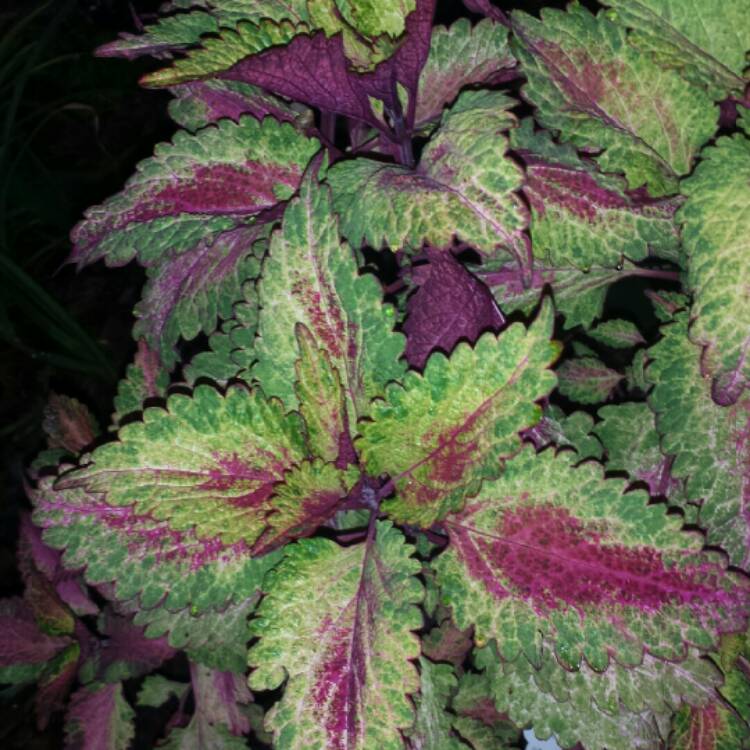 Solenostemon scutellarioides syn. Plectranthus scutellarioides, Coleus ...