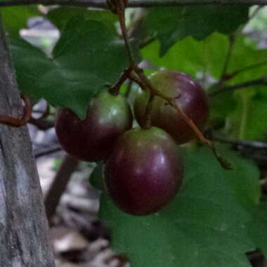 Vitis rotundifolia