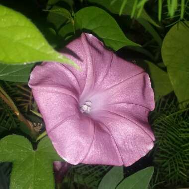 Ipomoea