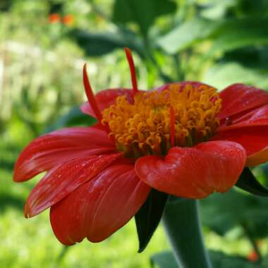 Tithonia rotundifolia syn Tithonia speciosa