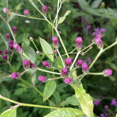 Vernonia lettermannii 'Iron Butterfly'