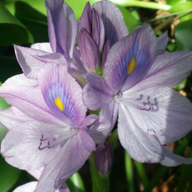 Eichhornia crassipes