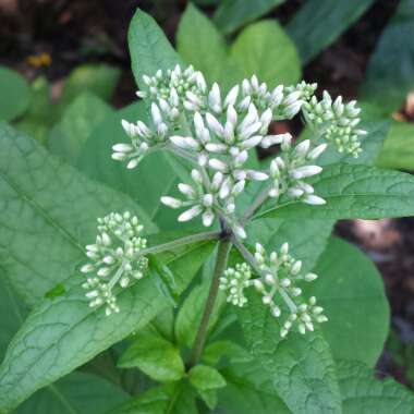 Eupatorium