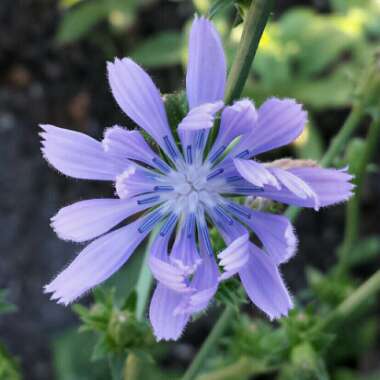 Cichorium intybus