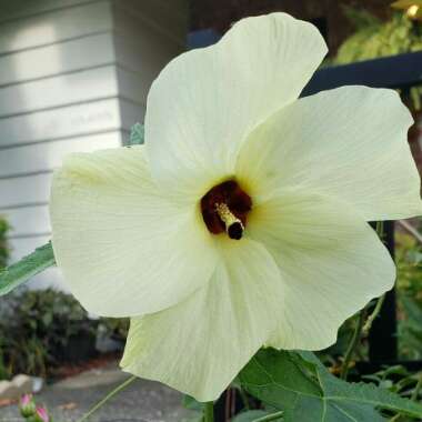 Abelmoschus manihot syn. Hibiscus manihot