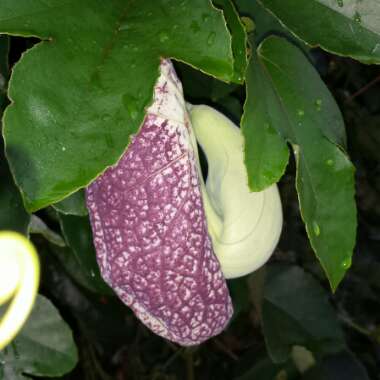 Aristolochia Elegans