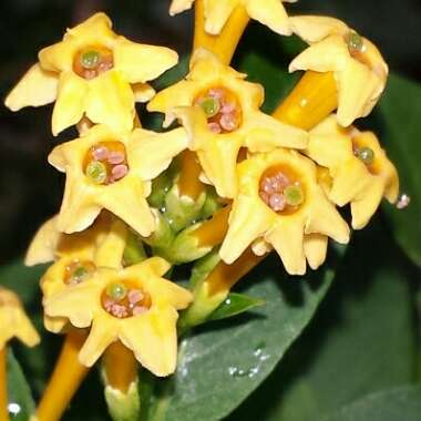 Cestrum parqui 'Orange Peel'