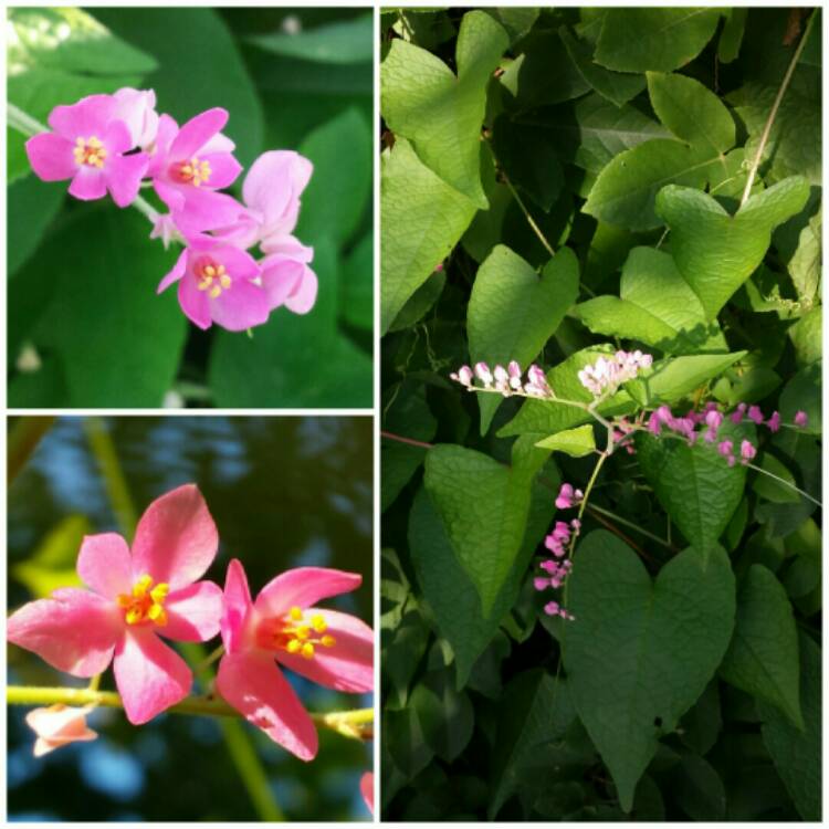 Plant image Antigonon leptopus