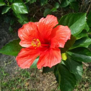 Hibiscus rosa-sinensis